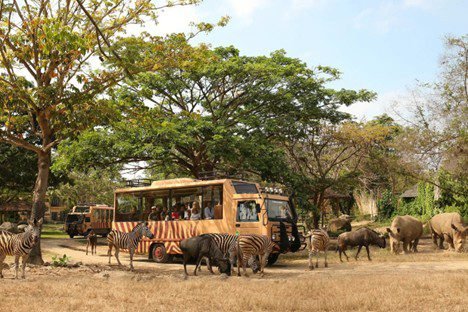 Things to do in Bali with kids at Bali Safari Park