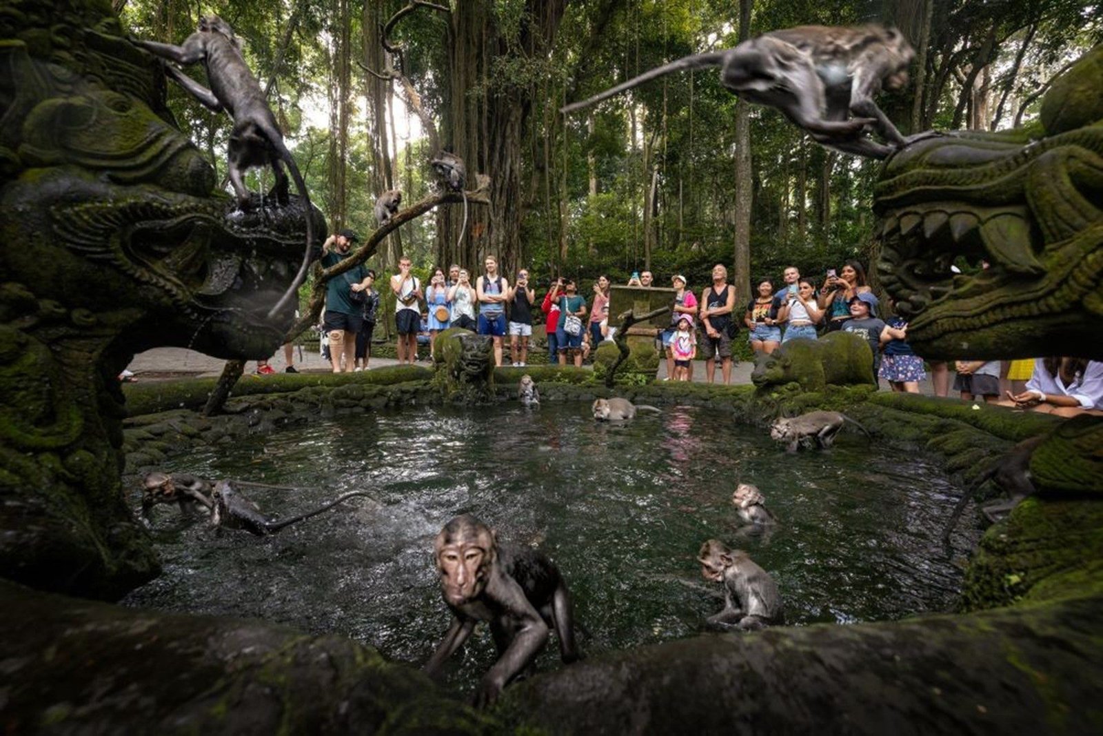 Monkeys in Ubud Monkey Forest family activity in Bali